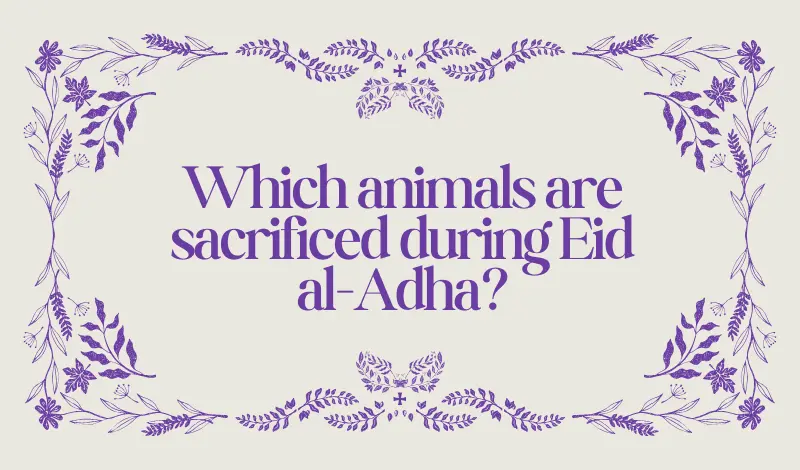 Animals Are Sacrificed on Eid al-Adha