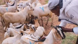 Animal Qurbani